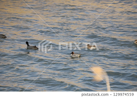 A flock of teal and a coot A flock of teal and a coot 129974559