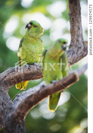 Tropical green parrots in tree park Tropical green parrots in tree park 129974573