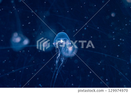 Guyaman jellyfish Guyaman jellyfish 129974970