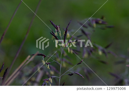 莎莎沒有哈娜 莎莎沒有哈娜 129975006