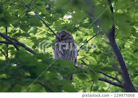 蝦夷貓頭鷹，新綠 129975008