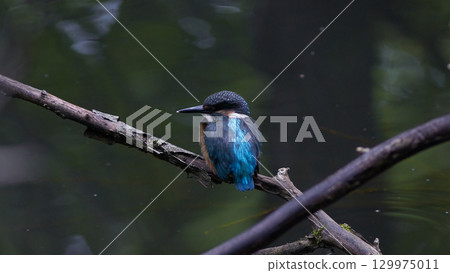 翠鳥夏天 翠鳥夏天 129975011