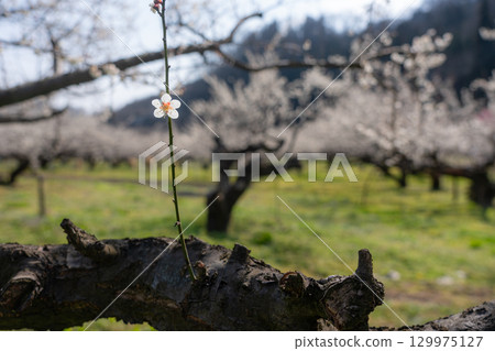 A close-up shot of a single plum blossom with a blurred background A close-up shot of a single plum blossom with a blurred background 129975127
