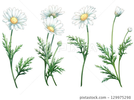 個別白色雛菊的插圖 129975298
