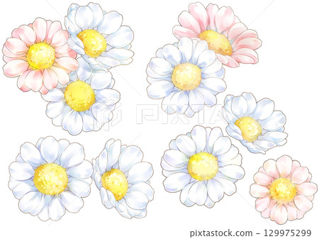Cute white and pink daisy illustration Cute white and pink daisy illustration 129975299