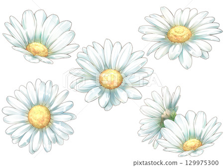 白花瑪格麗特的插圖 129975300