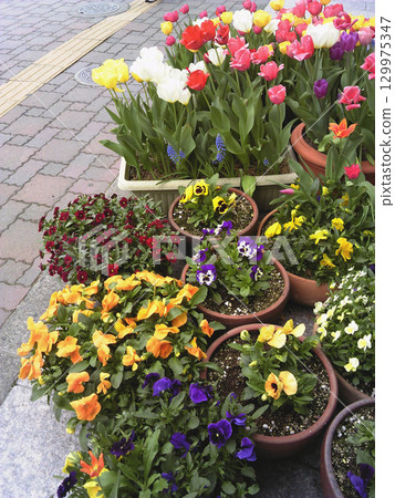 Pansy and tulip / An example of a roadside container planting that will add color to spring - pansies and tulips 129975347