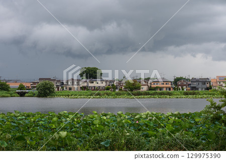 The season when the lotus festival begins. Scenery on the banks of Shironuma Pond between rain showers. 129975390