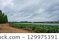 The season when the lotus festival begins. Scenery on the banks of Shironuma Pond between rain showers. 129975391