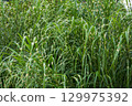 Densely growing Yabanesuki 129975392