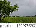 Reed fields spreading across the marshland in summer 129975393