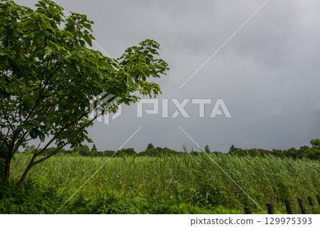 夏季，蘆葦蕩遍布沼澤地 129975393