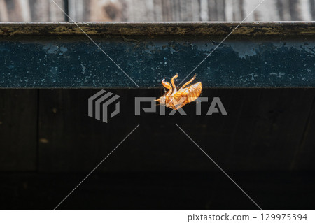 Cicada shells left on the eaves of a storehouse Cicada shells left on the eaves of a storehouse 129975394