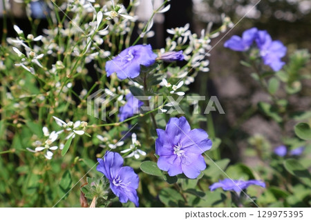 Evolvulus blue flowers and Euphorbia 129975395