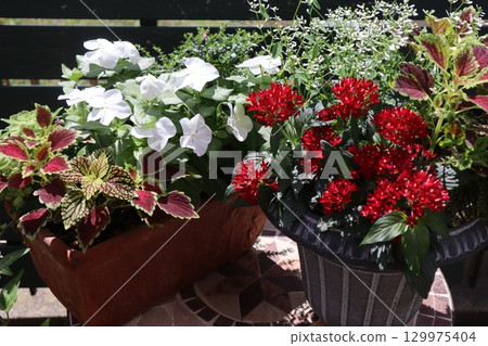 一盆五星花和馬達加斯加長春花 129975404