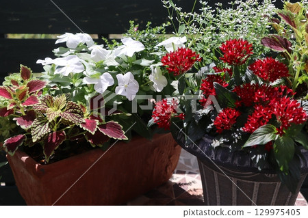 一盆五星花和馬達加斯加長春花 一盆五星花和馬達加斯加長春花 129975405