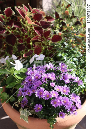 Group planting of flowers in front of the entrance 129975407