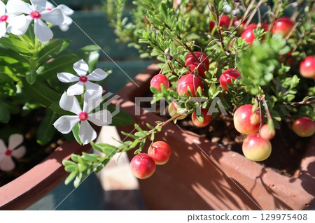 Cranberries and small periwinkles Cranberries and small periwinkles 129975408