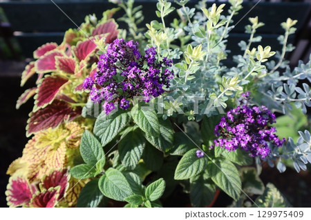 天芥菜和錦紫蘇混種 天芥菜和錦紫蘇混種 129975409