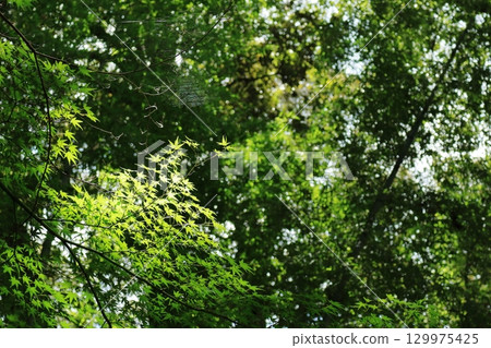 Green maple leaves lit by sunlight filtering through the trees like a spotlight in a dark forest Green maple leaves lit by sunlight filtering through the trees like a spotlight in a dark forest 129975425