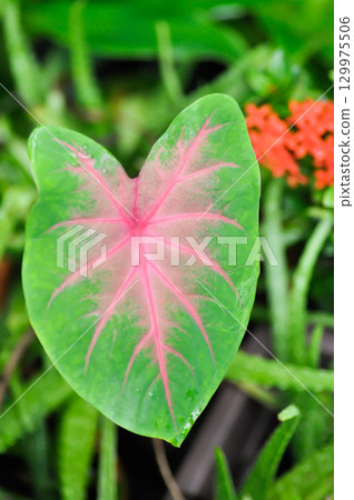 Caladium, Caladium Bicolor Vent or Caladium bicolor 129975506