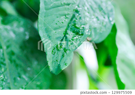 Syngonium podophyllum, Arrowhead Vine or Goosefoot Plant or Araceae or bicolor syngonium and rain droplet 129975509