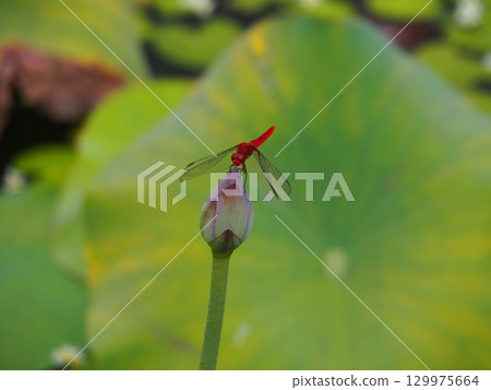 一隻朱紅色的蜻蜓停在蓮花苞上 129975664