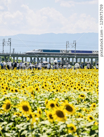 迪士尼主題的新幹線列車和穿過向日葵田的人們 129975709
