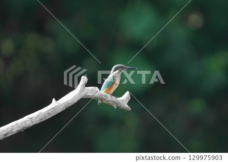 停在樹枝上的金魚 129975903