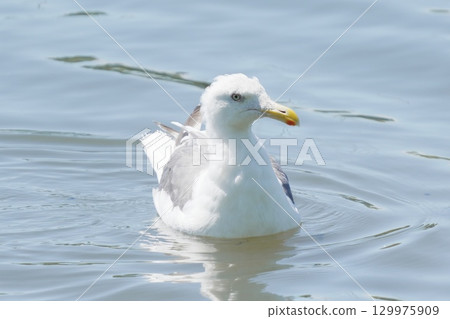 Herring gull floating on the water Herring gull floating on the water 129975909