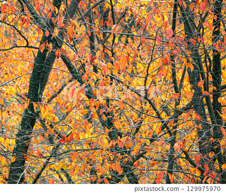 Colorful autumn forest scenery in Hokkaido 129975970