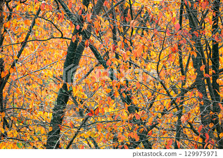Colorful autumn forest scenery in Hokkaido Colorful autumn forest scenery in Hokkaido 129975971
