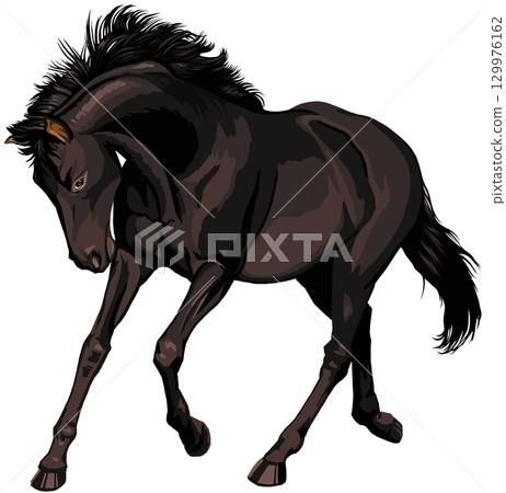 Galloping black horse Galloping black horse 129976162