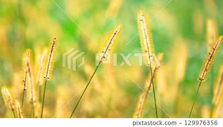 Golden foxtail swaying in the autumn breeze 129976356
