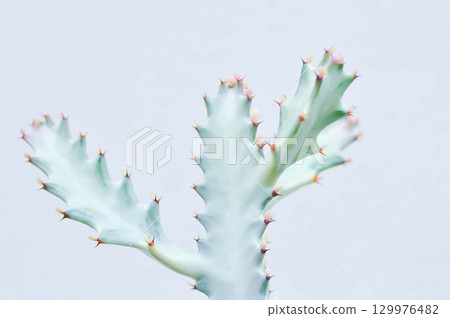 Euphorbia lactea white ghost or Euphorbia or Euphorbia mayurnathanii variegated ,Euphorbia lactea Euphorbia lactea white ghost or Euphorbia or Euphorbia mayurnathanii variegated ,Euphorbia lactea 129976482