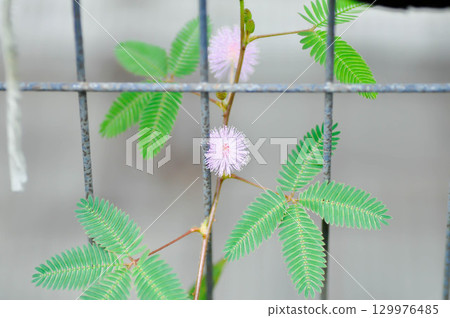 Sensitive plant , Shameplant or Sleeping grass or Mimosa hispidula Kunth or Mimosa pudica L and flower Sensitive plant , Shameplant or Sleeping grass or Mimosa hispidula Kunth or Mimosa pudica L and flower 129976485
