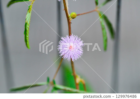 Sensitive plant , Shameplant or Sleeping grass or Mimosa hispidula Kunth or Mimosa pudica L and flower Sensitive plant , Shameplant or Sleeping grass or Mimosa hispidula Kunth or Mimosa pudica L and flower 129976486