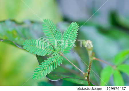 Sensitive plant , Shameplant or Sleeping grass or Mimosa hispidula Kunth or Mimosa pudica L or weed Sensitive plant , Shameplant or Sleeping grass or Mimosa hispidula Kunth or Mimosa pudica L or weed 129976487