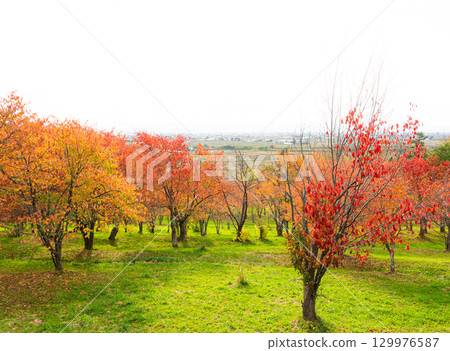 北海道東川鬼頭石森林的秋景 北海道東川鬼頭石森林的秋景 129976587