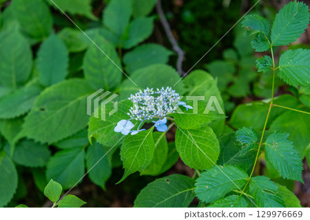 Flowers on the Daisen Utopia Course: Hydrangea 1, Daisen Town, Saihaku District, Tottori Prefecture Flowers on the Daisen Utopia Course: Hydrangea 1, Daisen Town, Saihaku District, Tottori Prefecture 129976669