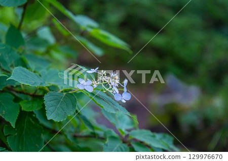 大山的花之烏托邦路線:鳥取縣西白郡大山町繡球花2 大山的花之烏托邦路線:鳥取縣西白郡大山町繡球花2 129976670