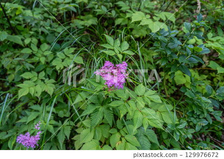 Flowers on the Daisen Utopia Trail: Spirea blooming along the hiking trail, Daisen Town, Saihaku District, Tottori Prefecture 129976672