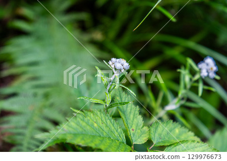 Flowers on the Daisen Utopia Course: Narrow-leaved mountain habako 1, Daisen Town, Saihaku District, Tottori Prefecture Flowers on the Daisen Utopia Course: Narrow-leaved mountain habako 1, Daisen Town, Saihaku District, Tottori Prefecture 129976673
