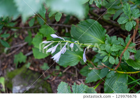 Flowers on the Daisen Utopia Course: Hosta maximowicziana, Daisen Town, Saihaku District, Tottori Prefecture 129976676