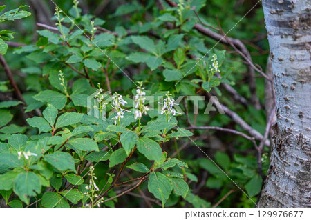 大山的花之烏托邦路線：鳥取縣西白郡大山町的Hododendron japonicum 129976677