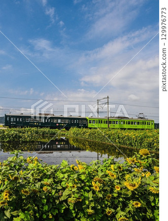 Omi Railway Oi Ocha train passing through sunflower fields 129976773