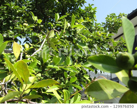 Dark green unripe guava fruit 129976850