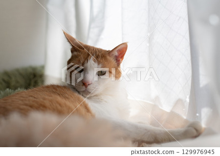 一隻貓在窗邊放鬆 棕虎白 129976945