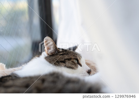可愛的睡貓,棕色虎斑 可愛的睡貓,棕色虎斑 129976946