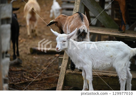 Beautiful goats on the farm. Concept for animals and agriculture. 129977010